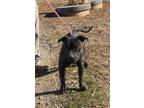 Adopt Dozer in Cumberland VA a Pit Bull Terrier