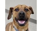 Adopt Thompson (Buddy) a Pit Bull Terrier, Hound