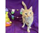 Adopt Billy a Domestic Short Hair