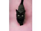 Adopt Tucker a Domestic Short Hair