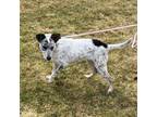 Adopt Mauro in Foster a Cattle Dog, Mixed Breed