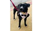 Adopt Fisher a Mixed Breed