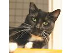 Adopt Felix a Domestic Short Hair