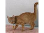 Adopt Sunny - Quiet and Social a Domestic Short Hair