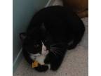 Adopt Benny - Quiet and Timid a Tuxedo