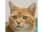 Adopt Zippy a Domestic Short Hair