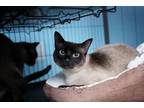 Adopt Nina and Neal PAIRED siblings a Siamese