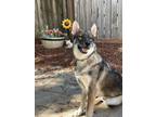 Adopt KENO a German Shepherd Dog, Husky