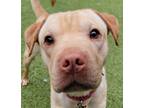 Adopt Dan a Shar-Pei