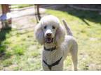 Adopt Xylo a Poodle, Mixed Breed