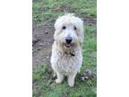 Adopt Buddy a Goldendoodle