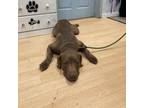 Adopt Mars a Chocolate Labrador Retriever, Chesapeake Bay Retriever