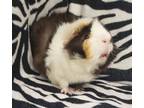 Adopt Buddy a Guinea Pig