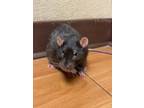 Adopt Wagner a Rat