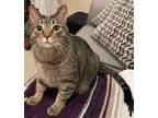 Adopt Lincoln24 a Domestic Short Hair