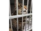 Adopt Waltermelon a Domestic Short Hair