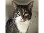 Adopt Buzzer a Domestic Short Hair