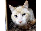 Adopt Psy a Siamese, Domestic Short Hair