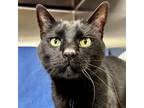 Adopt Puddy a Domestic Short Hair