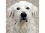 Adopt Buddy a Great Pyrenees