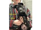 Adopt Ramone a Black Labrador Retriever, Australian Shepherd