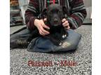 Adopt Russell a Black Labrador Retriever, Australian Shepherd