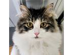 Adopt Marlon a Domestic Long Hair