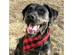 Adopt Scooby *HERE IN NH* a Mixed Breed