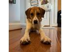Adopt Watts a Hound, Labrador Retriever