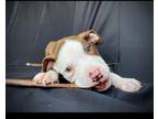 Adopt Donkey Kong a Staffordshire Bull Terrier, Pit Bull Terrier