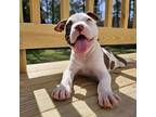 Adopt Frogger a Pit Bull Terrier, American Staffordshire Terrier
