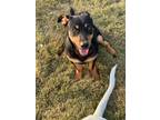 Adopt Roscoe a Dachshund, German Pinscher