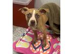 Adopt Pascal a Pit Bull Terrier, Mixed Breed