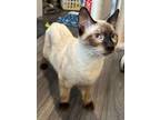 Adopt Colton a Siamese