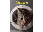 Adopt Shawn (Bonded with Corey) a Domestic Short Hair