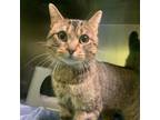 Adopt Carl a Domestic Short Hair