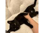 Adopt Catrick Mewhomes a Domestic Short Hair