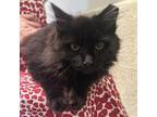 Adopt Travhiss Kelce a Domestic Long Hair