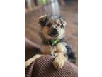 Adopt Timy a Yorkshire Terrier