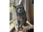 Adopt Earl Gray a Domestic Short Hair