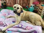 Adopt Berry Kosovo a Labrador Retriever, Mixed Breed