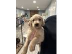 Adopt Rain Puddle - The Puddle Pups a Mixed Breed, Poodle
