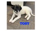 Adopt Toby a Ibizan Hound