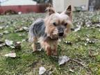 Adopt Virgil - Adopted a Yorkshire Terrier
