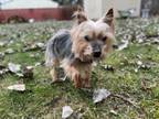 Adopt Virgil - Pending Adoption a Yorkshire Terrier