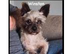 Adopt Winston a Yorkshire Terrier, Cairn Terrier