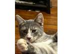 Adopt Elliott a Domestic Short Hair