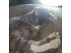 Adopt Manfred - Manny (female) a Domestic Short Hair