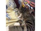 Adopt Calix a Domestic Short Hair