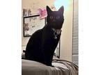 Adopt LUCIFER - Offered by Owner - Good with kids & Dogs a Domestic Short Hair